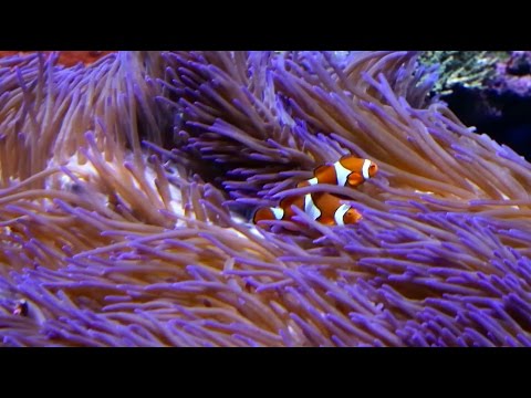 Great Barrier Reef Under Threat