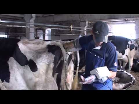 Виїзд на ферму й обстеження корів Апаратом для узд тільності