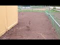Running Ostrich baby!