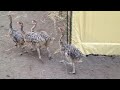 Running Ostrich baby!