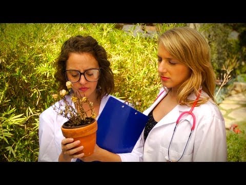 How to Tell if a Plant is Dead and Regenerate a Sick Plant!