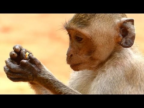 Janet Monkey Doing Her Hand | Explore Hand Janet More Action | Monkey Crying