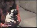 Pug excited with TV Show Pug excited with TV Show