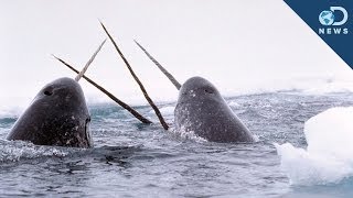 Amazing Facts About The Narwhal Tusk!