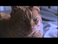 Ripley's cat 'Jonesy'