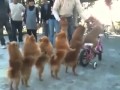 The Funniest Dog Video Ever - Youtube