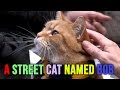 Beautiful Moments - Bob The Street Cat ( No Ordinary Cat )