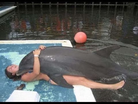 AMAZING DOLPHINS - FUNNY DOLPHINS COMPILATION