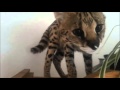 Savannah Cat TV - Serval in a bad mood!