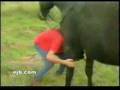 Funny Horse Video