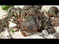 Xmas hermit crabs