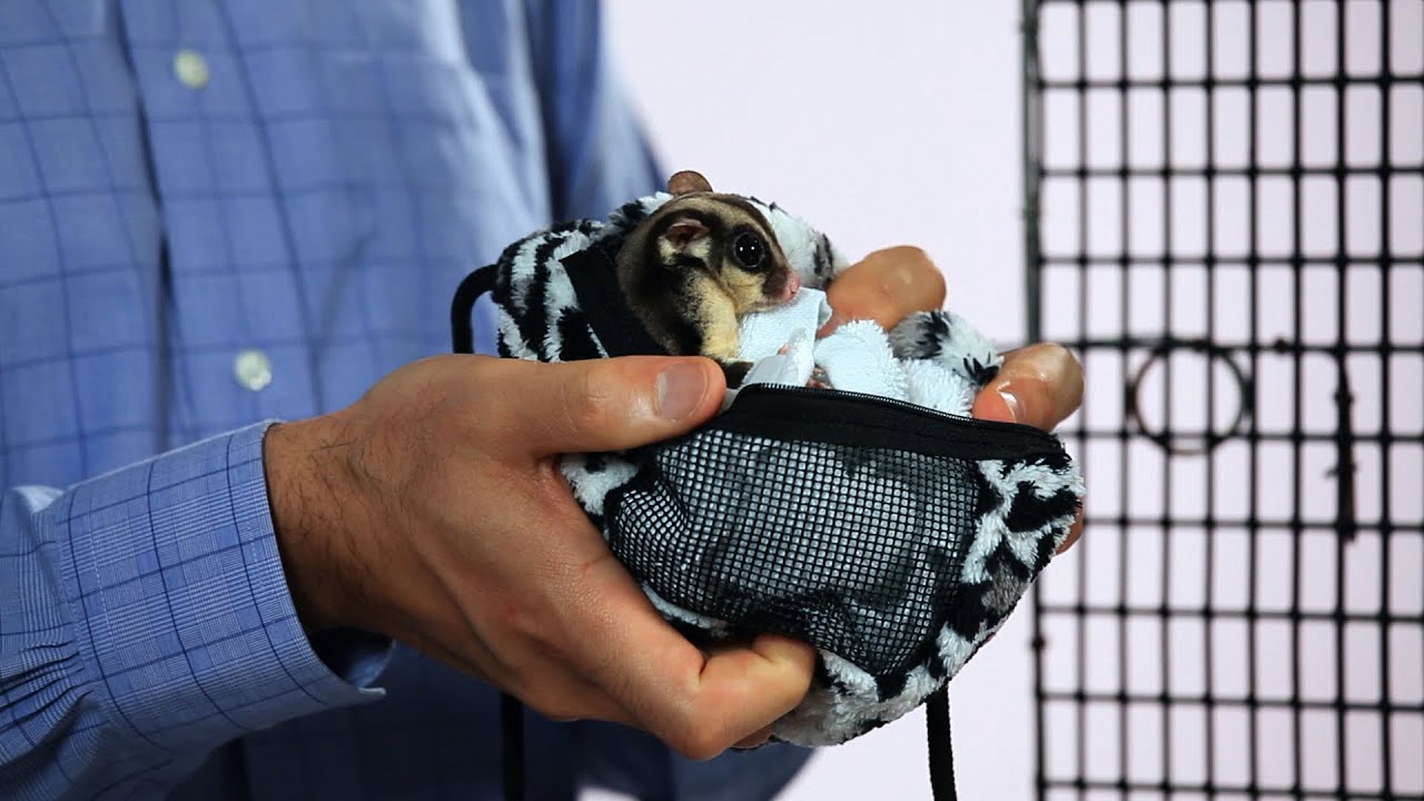 Best Sugar Glider Accessories | Sugar Gliders - YouTube