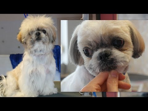 PetGroooming - Funny Shih Tzu Grooming