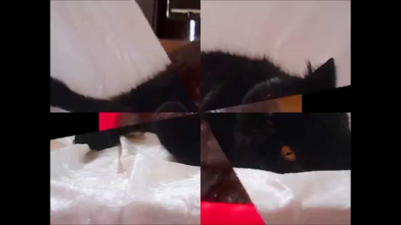 Molins Buba of TheSweetLove Cattery - YouTube