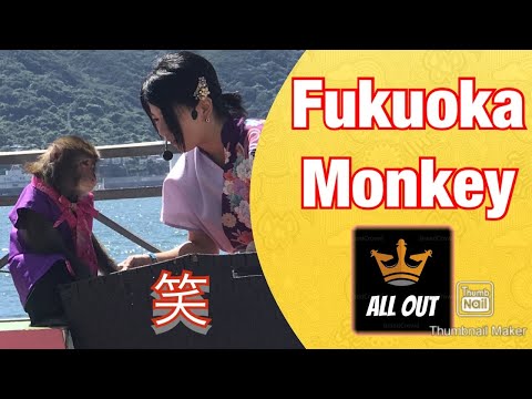 面白いモンキー(Funny Monkey)