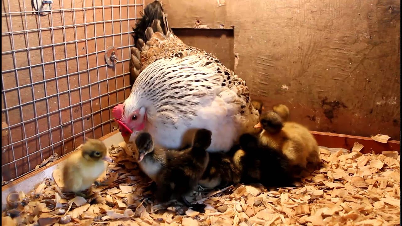  Incubation Services #2, Exp: Chicken Hatching Duck Eggs - YouTube