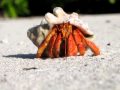 Hermit Crab on the move