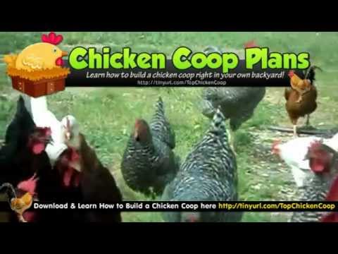 Chicken Coop Design &amp; Chicken Coop Plans Free - YouTube