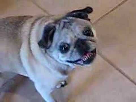 talking pug pug screaming and talking talking pug pug screaming and talking