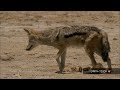 Baby animals & a jackal on the hunt