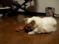 Cat in love with shoe Cat in love with shoe
