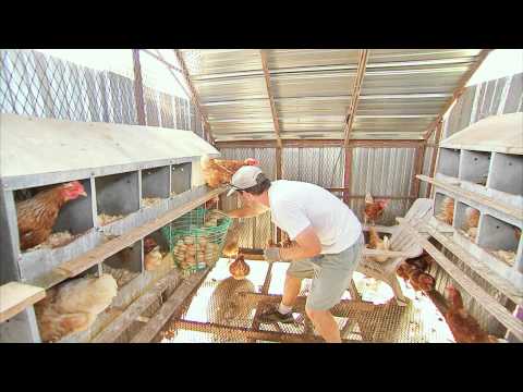 THE EGG COLLECTOR - Inside a Funny Organic Egg Farm