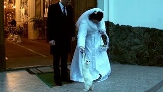 Wedding Crasher Cat Wants Some Candy