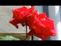 Last rose of summer