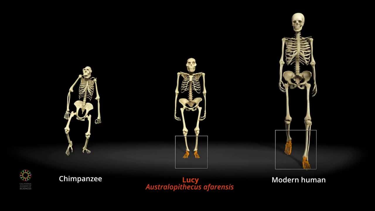 ancestors the humankind odyssey broken bone
