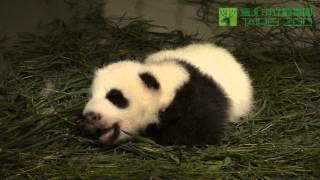 圓仔打呵欠三連發 Giant Panda Baby Triple Yawning