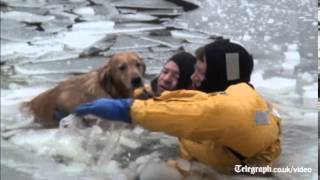 Dog rescued from icy waters in Massachusetts