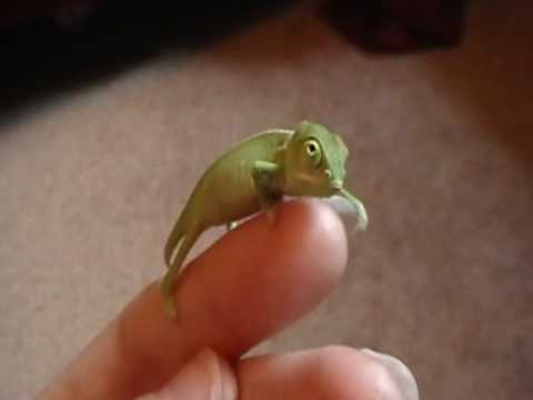 Baby Veiled Chameleon - YouTube