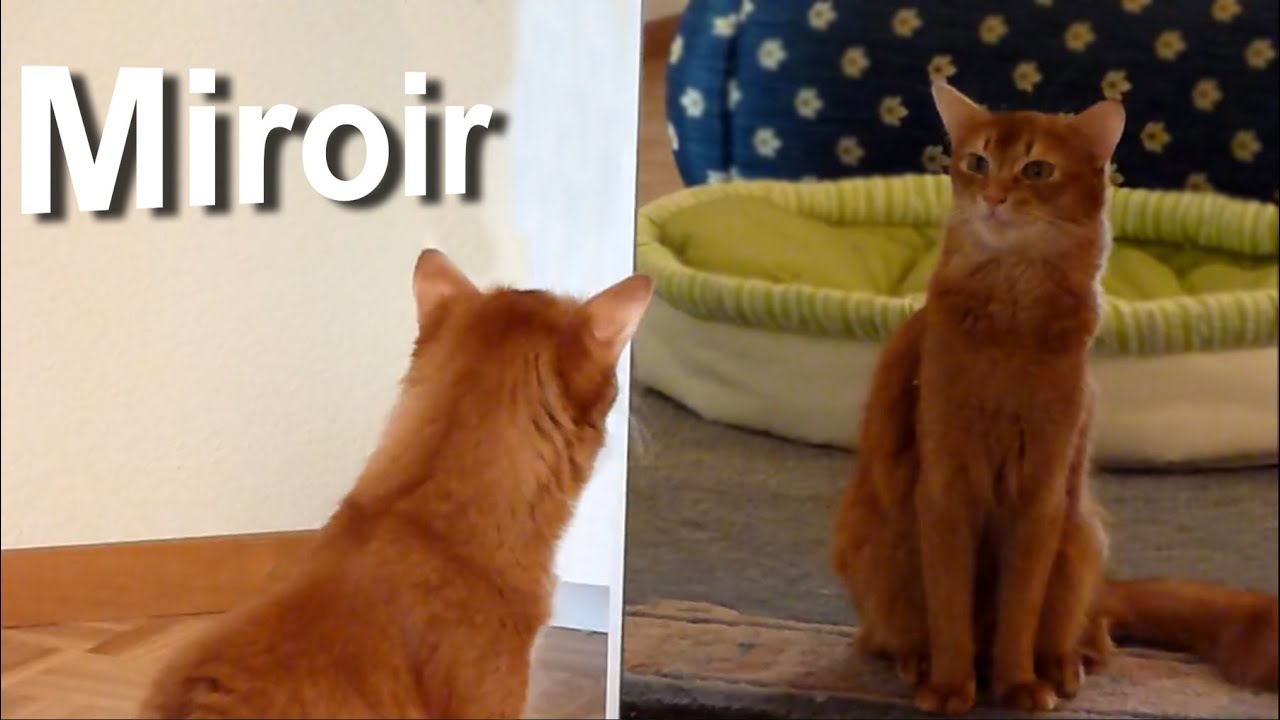 Miroirs & chats - YouTube