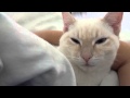 CATURDAY: Watching Watson For 2 Minutes