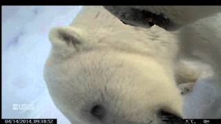 Polar Bear - POV Cams (Spring 2014)