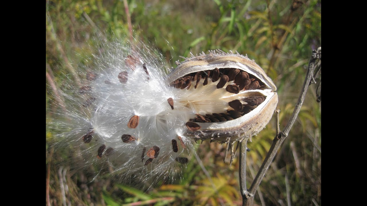 Seed dispersal The great escape YouTube