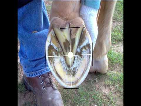 Horse Hoof Trimming Principles, provided by eXtension ... trimming horse hooves diagram 