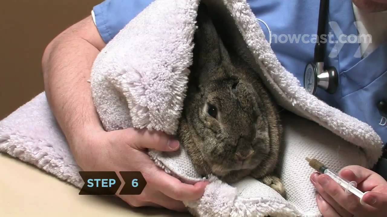 How to Give Medication to a Rabbit YouTube