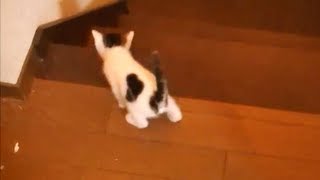 子猫 転げ落ちる　A kitten fell down in stairs