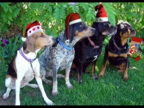 Barking Dogs - Jingle Bells - YouTube