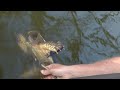 Snapping Turtle released while Bass fishing. Free Fishing Video by WillCFish Tips and Tricks.