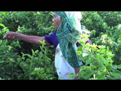 Download Experience of the farmers Kakaradan flower , காக்கரடான் சாகுபடி செய்த விவசாயின் அனுபவம்