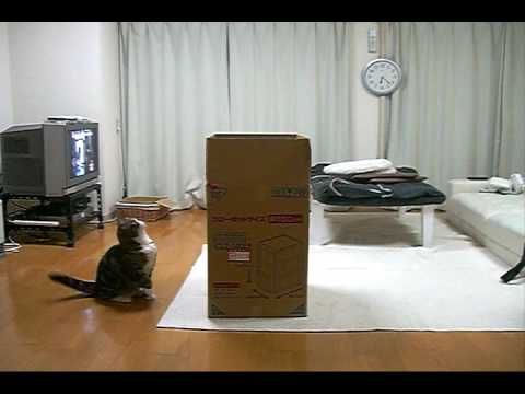 Cat-in-the-box :)