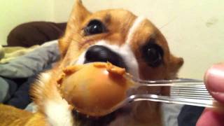 Peanut Butter Corgi Youtube