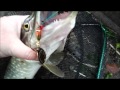 Lure Fishing On The Lincolnshire Drains Boston For Pike & Trying Out My New Camera
