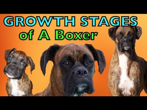 boxer dog boxer puppy growth chart