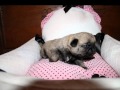 les chiots d'Erika a 18 jours
