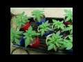 How to Grow Medical Marijuana (God Bud) Day 9-12 veg