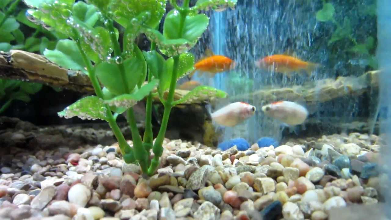 Indoor Aquaponics with 20 Gallon Tank Part 8 - Fish Time - YouTube