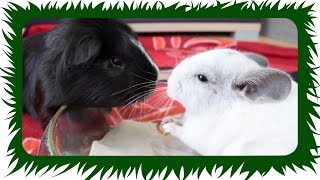 Mikado und die ChinChillas